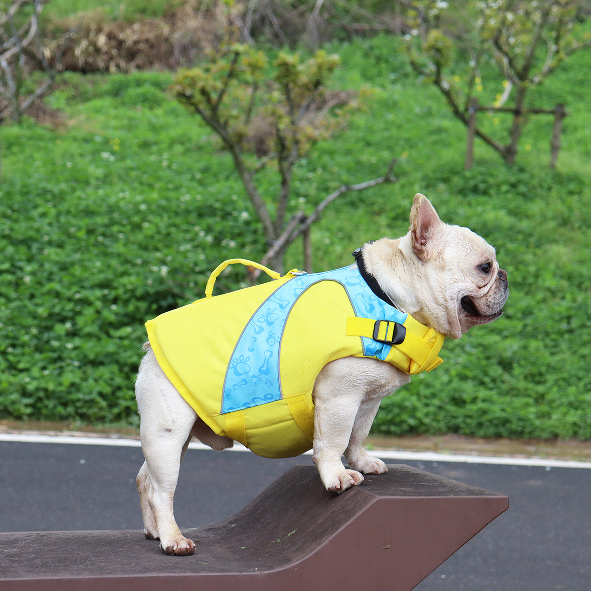 Dog enjoying water with life jacket