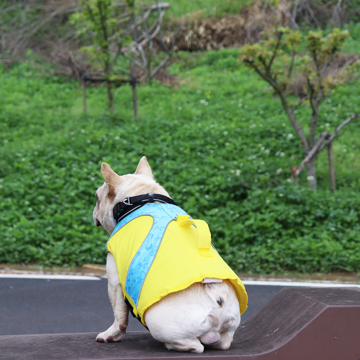 Dog swimming in life jacket