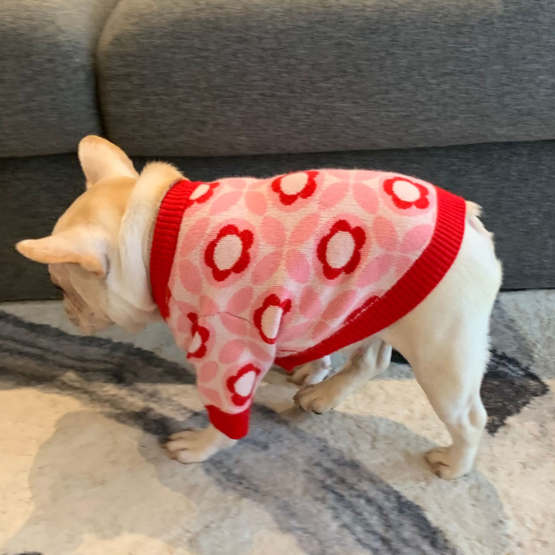 Dog Sweater Collection