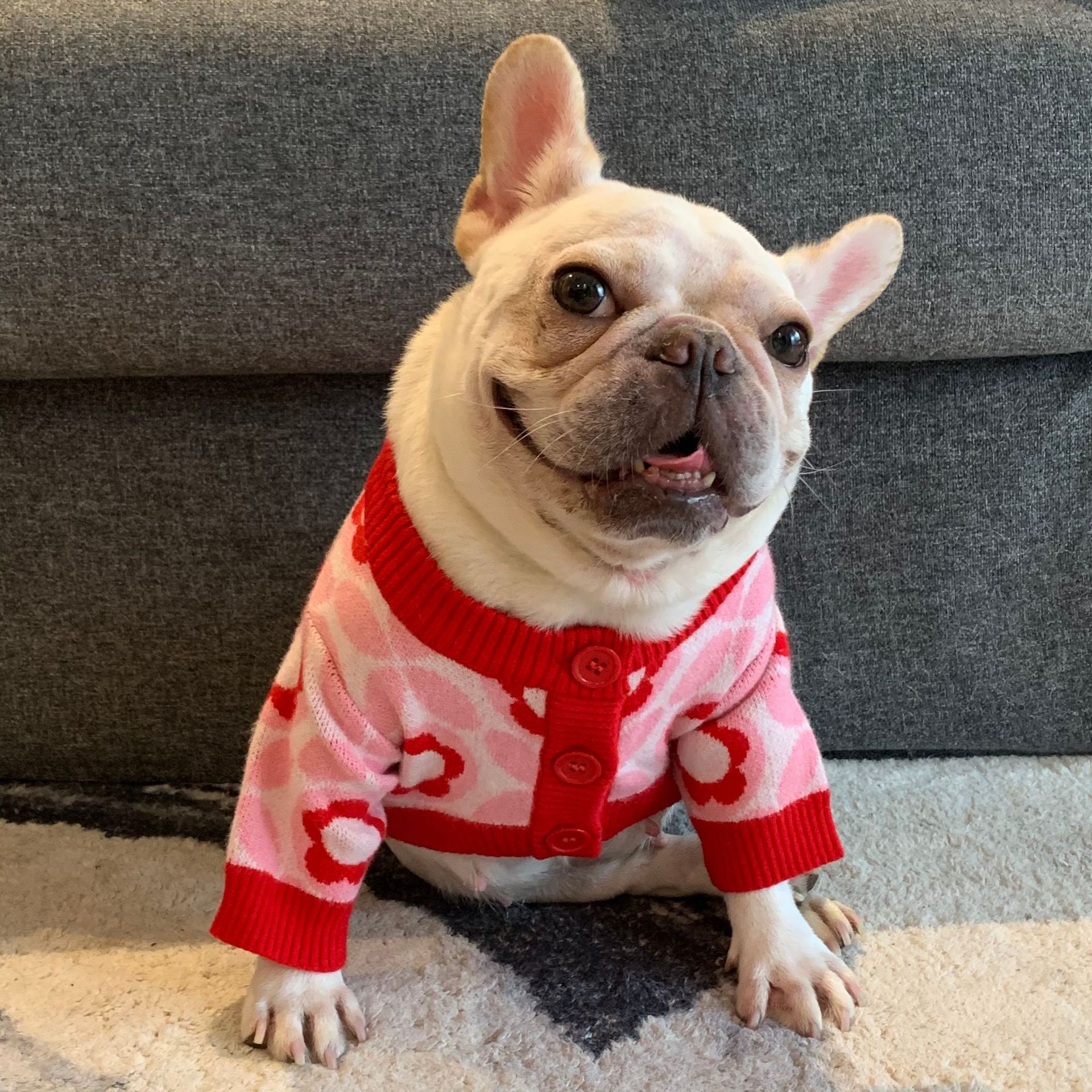 Cozy Dog Sweater