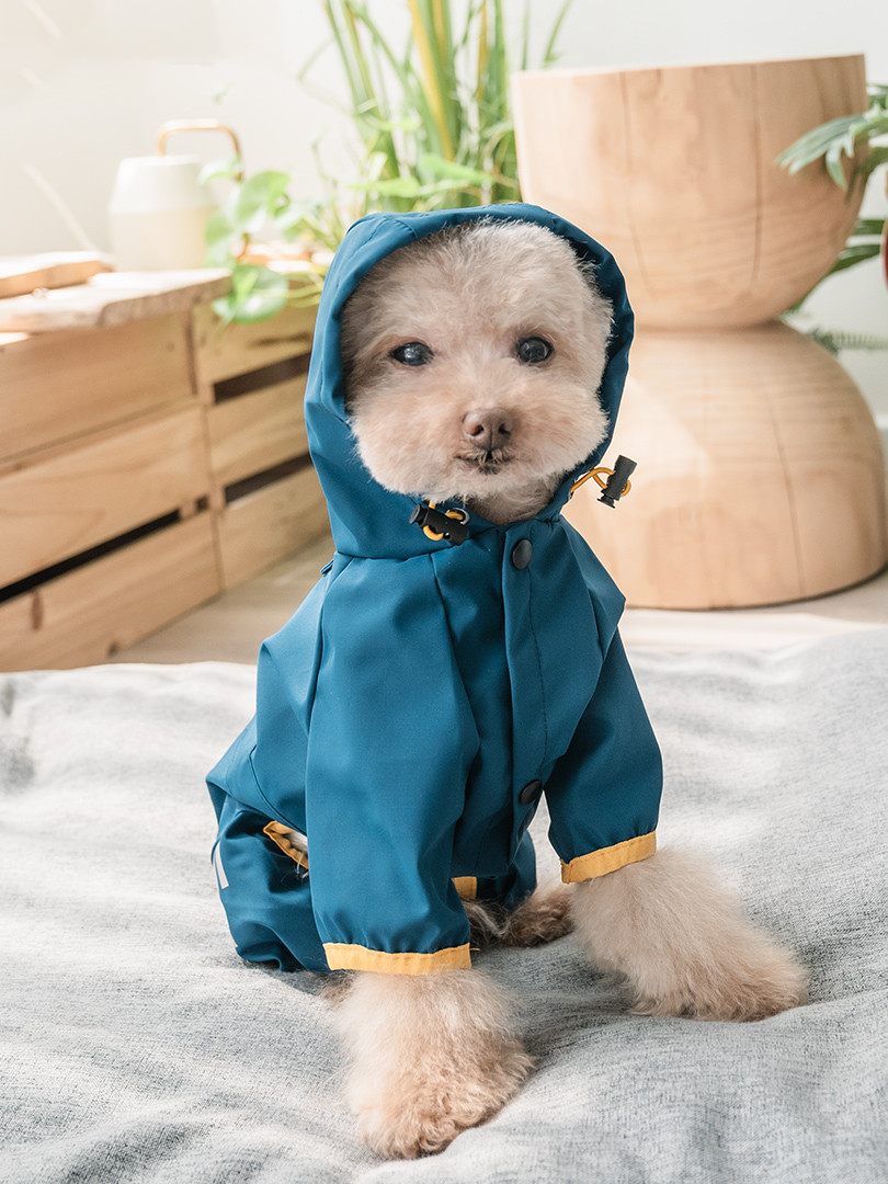 Stylish pet wearing poncho