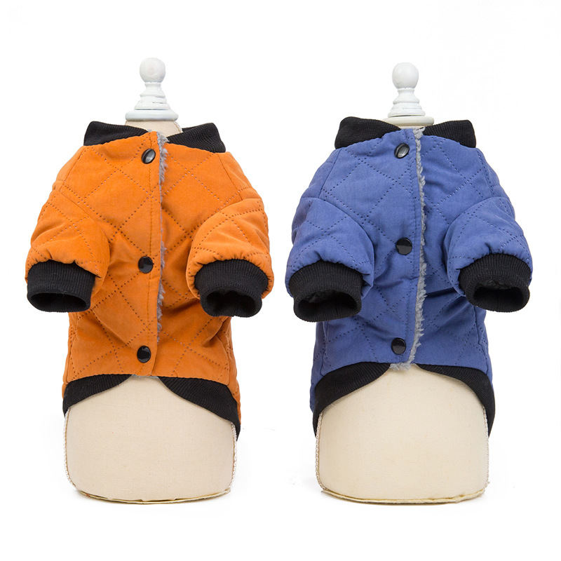 Cute Dog in Jacket