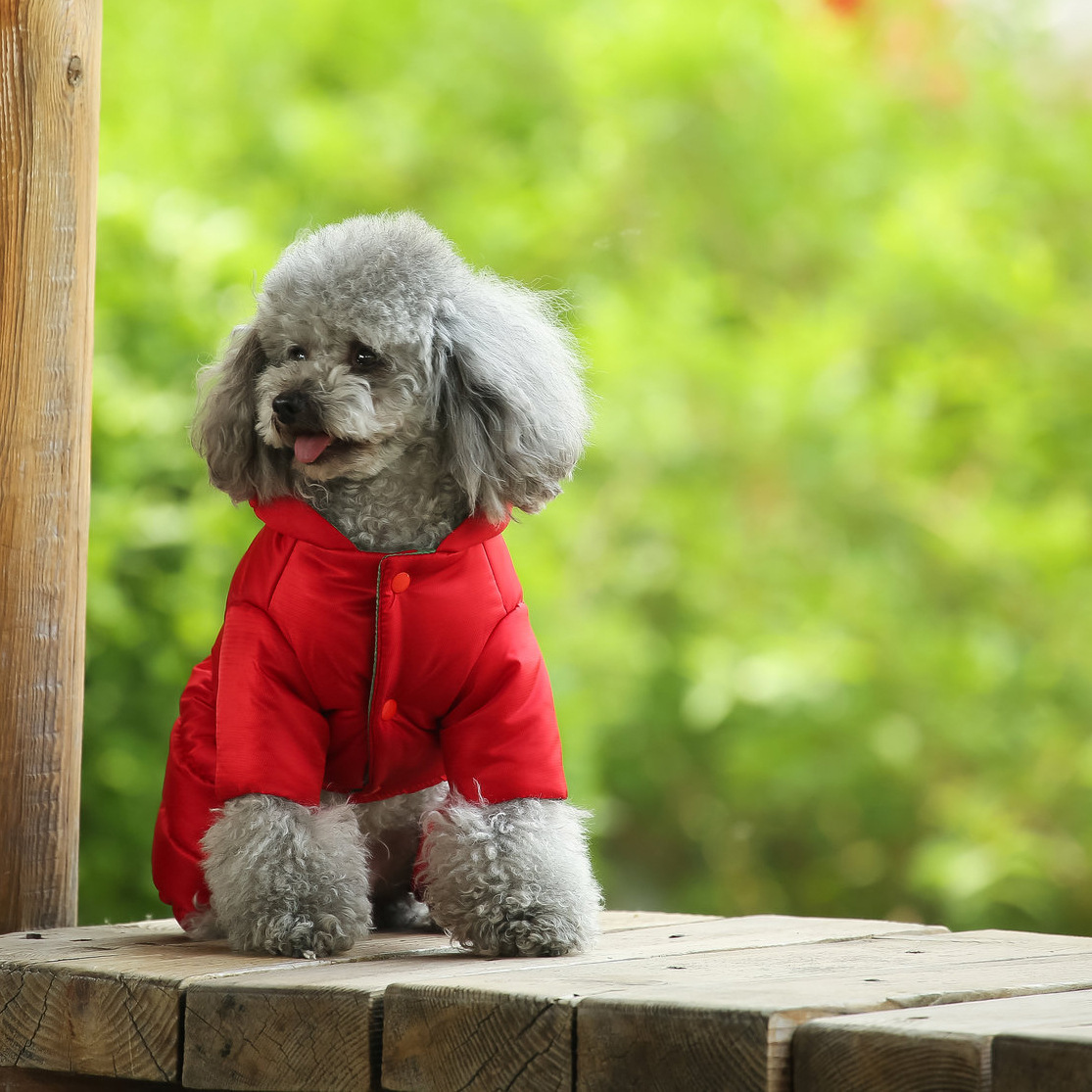 Cozy Dog Fashion