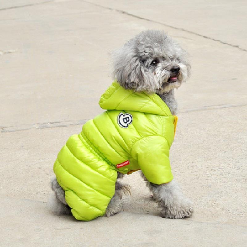 Dog Looks Adorable in Coat