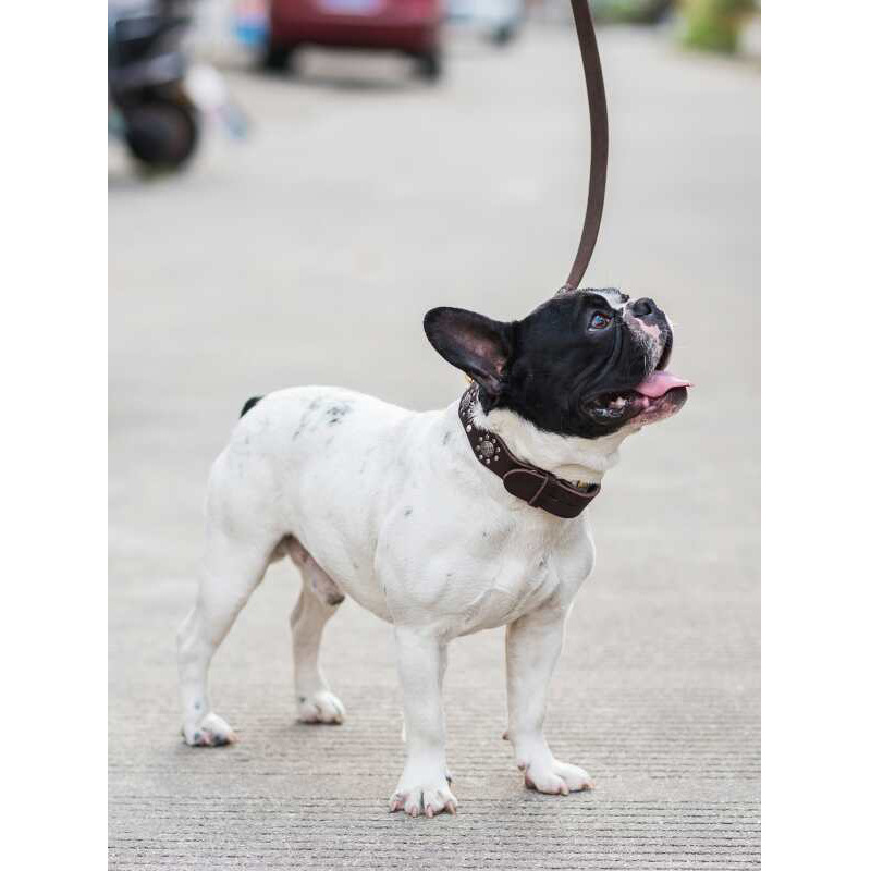 Cowhide Dog Leash Detail