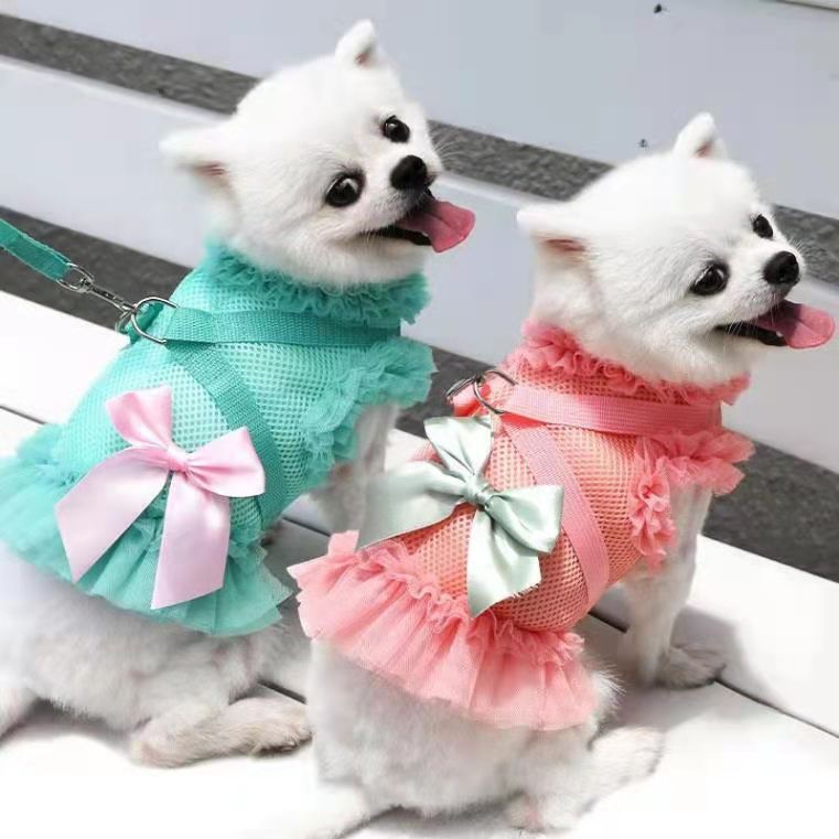Dog in blue green skirt