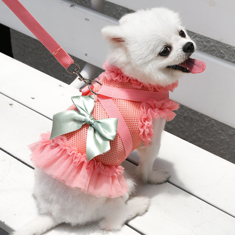 Dog in watermelon red skirt