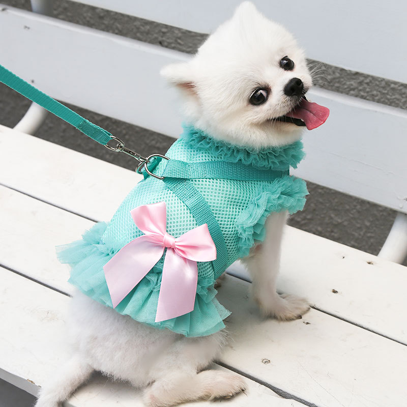 Cute dog wearing skirt