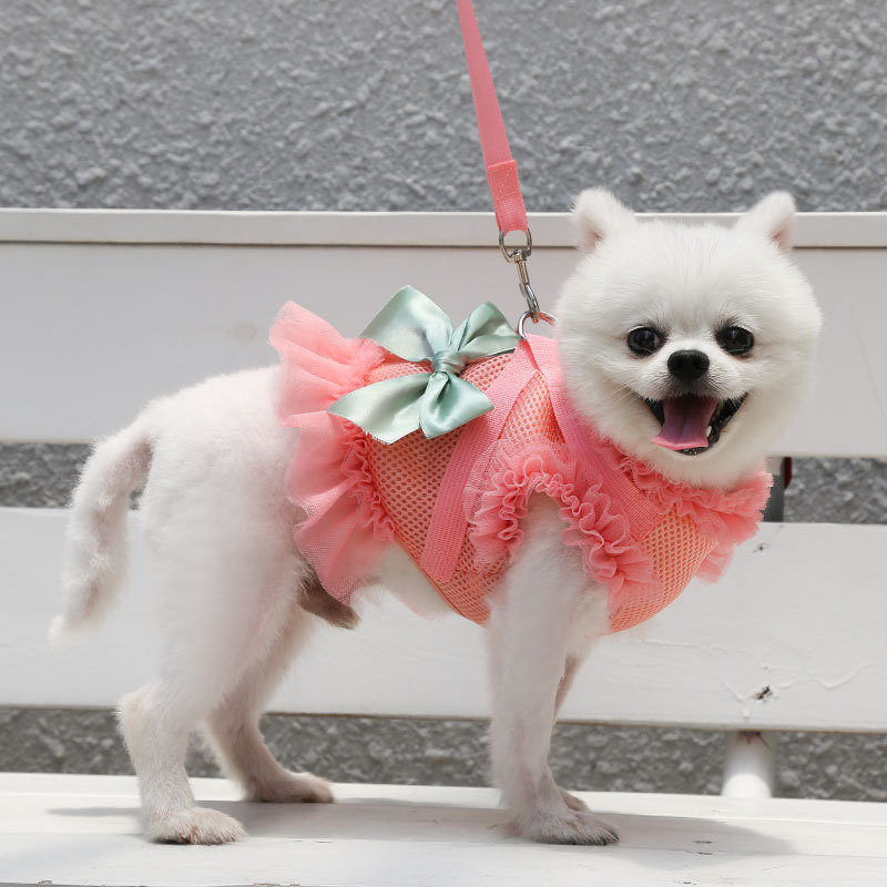 Adorable dog in skirt