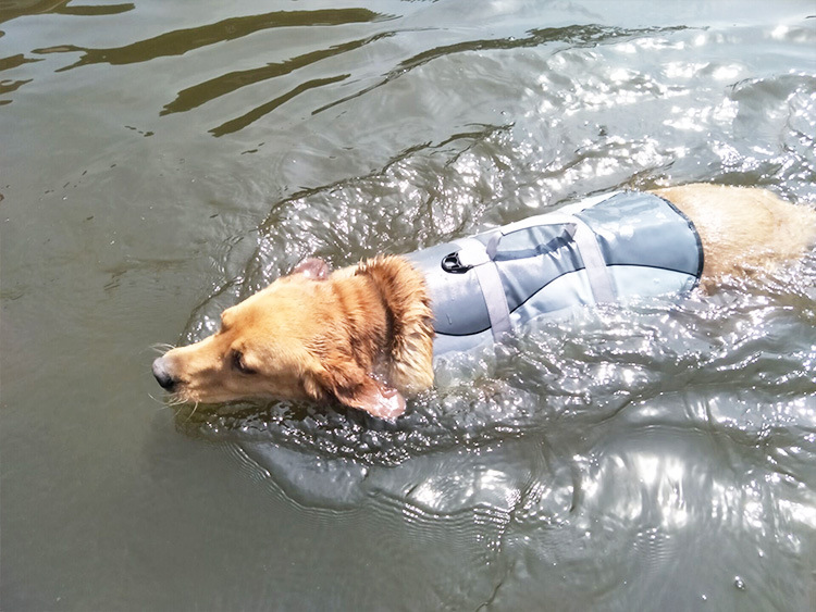 Pet wearing life jacket