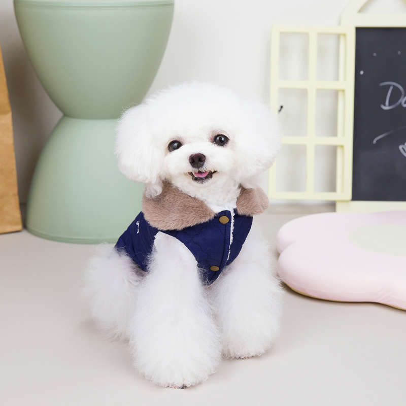 Happy Dog in Vest