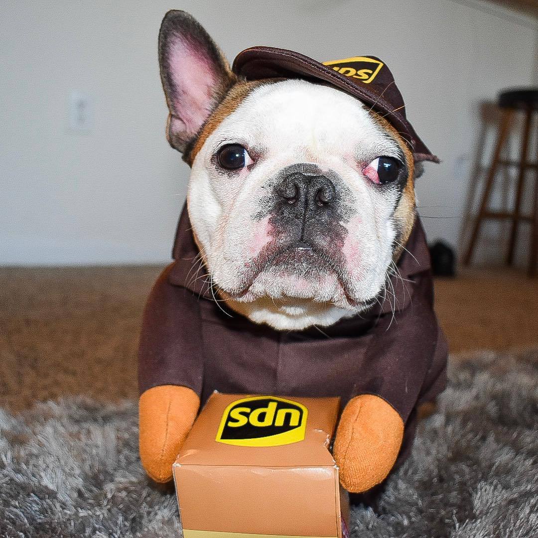 Pet Outfit 2