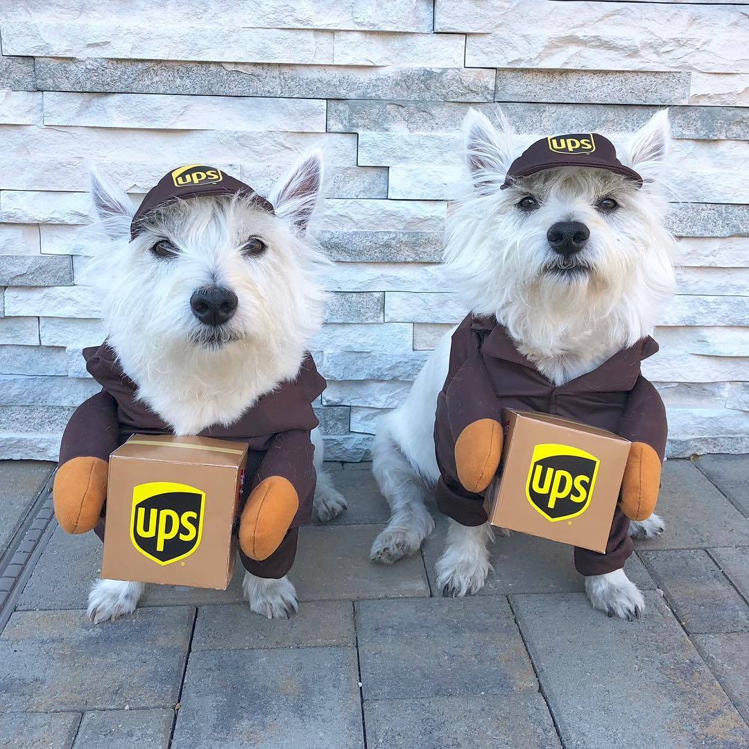Pet Outfit 4
