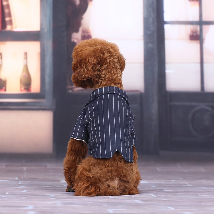 Dog Wearing Suit Dress