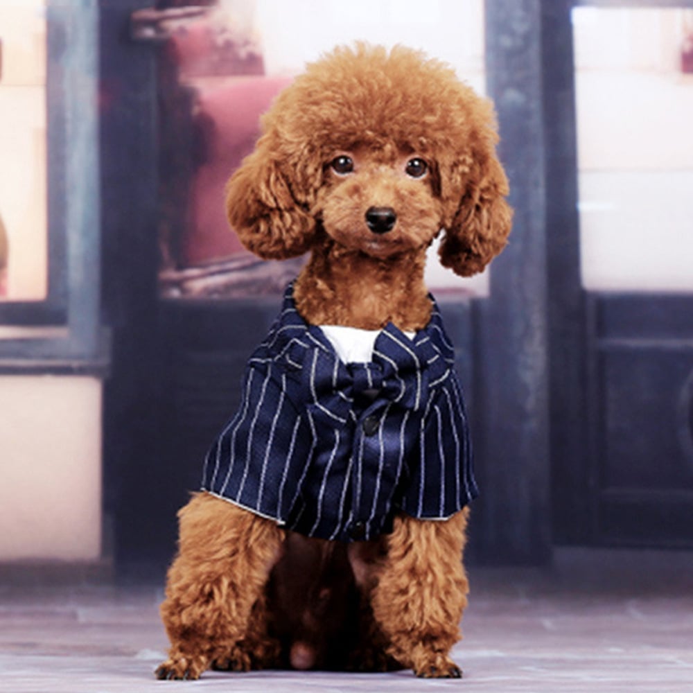 Small Dog in Summer Dress