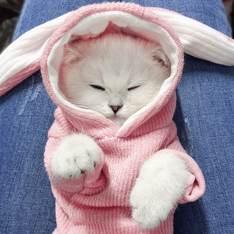 Cute Rabbit Sweater collection