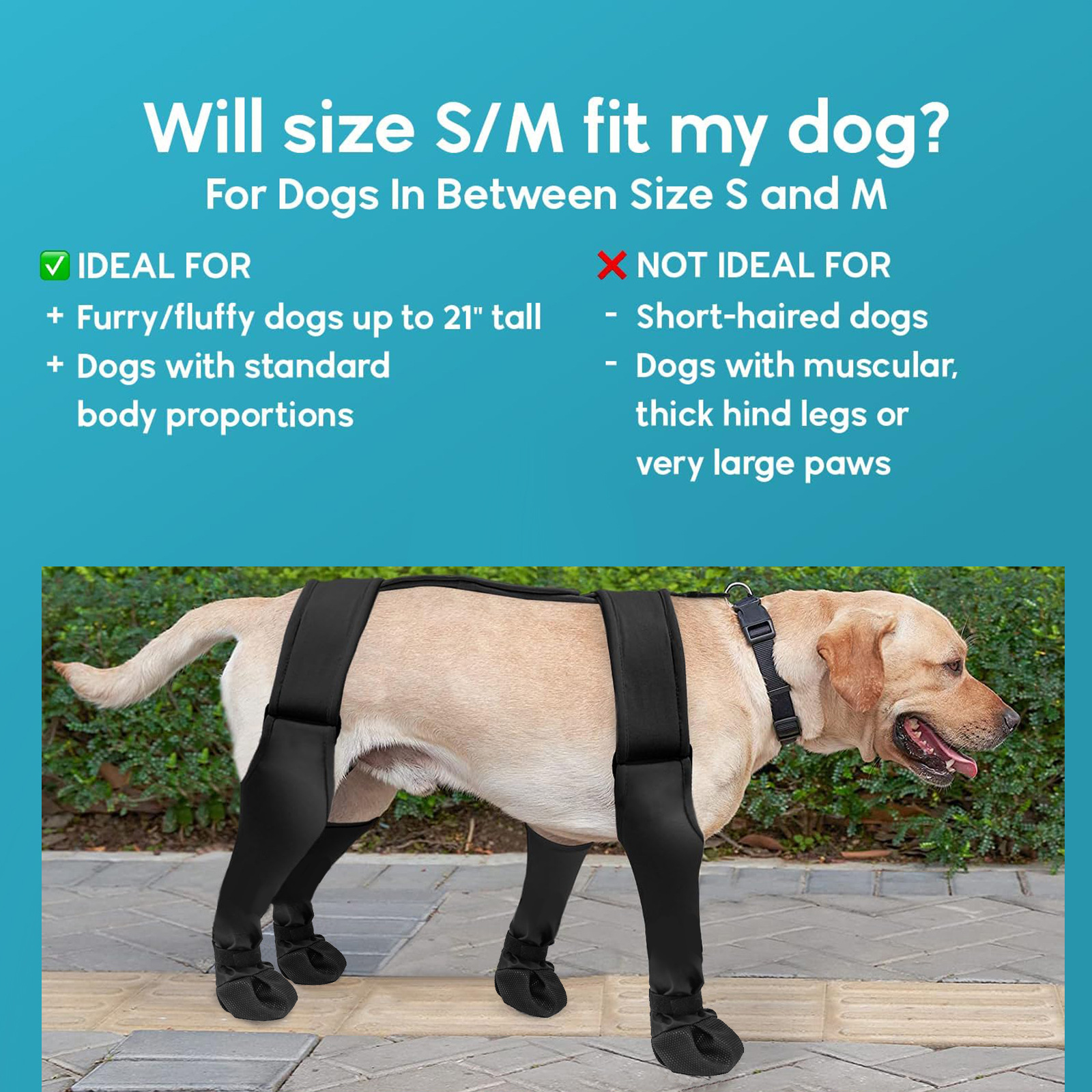 Dog enjoying outside with Anti-dirty Shoes