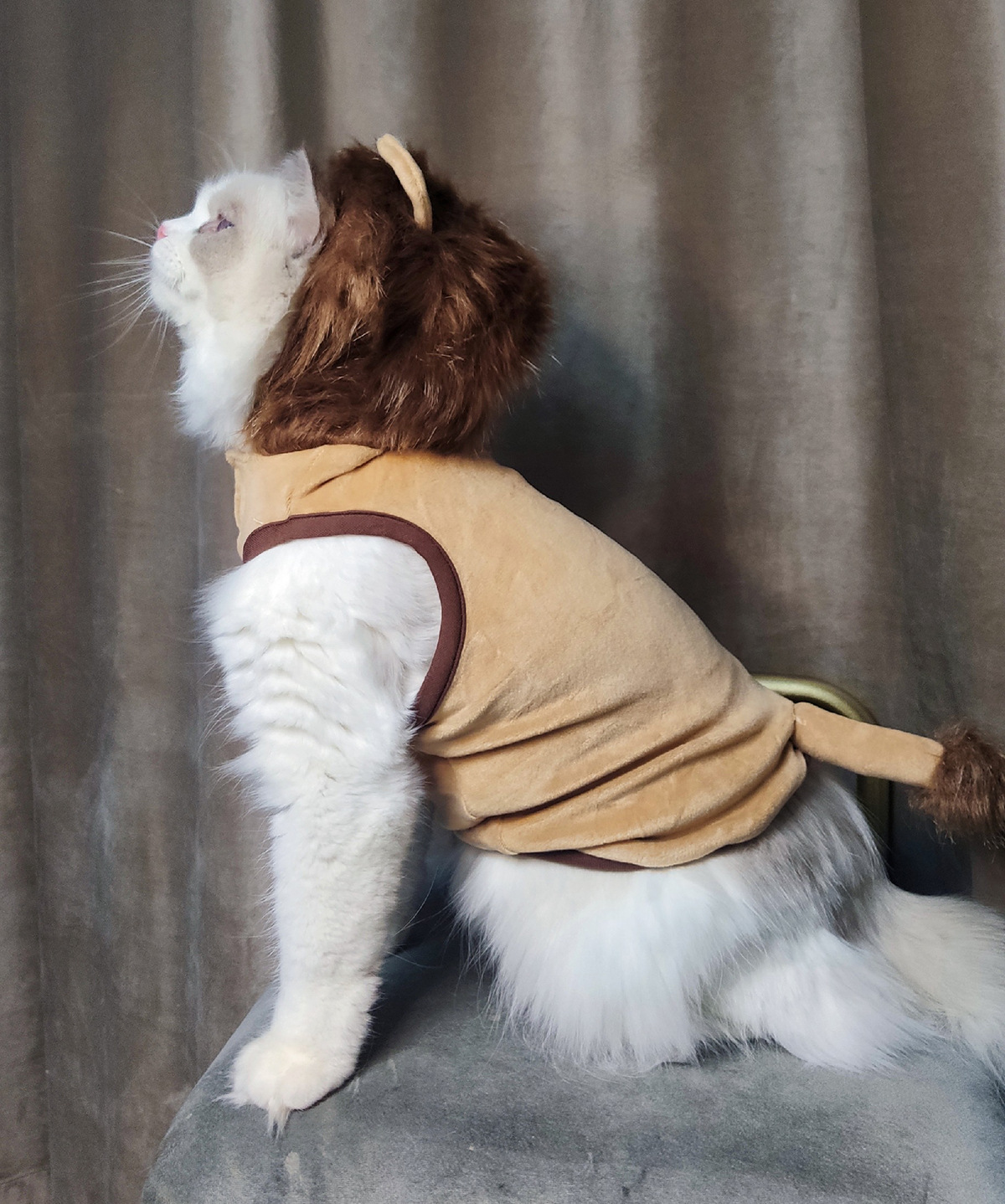 Dog in Lion Outfit