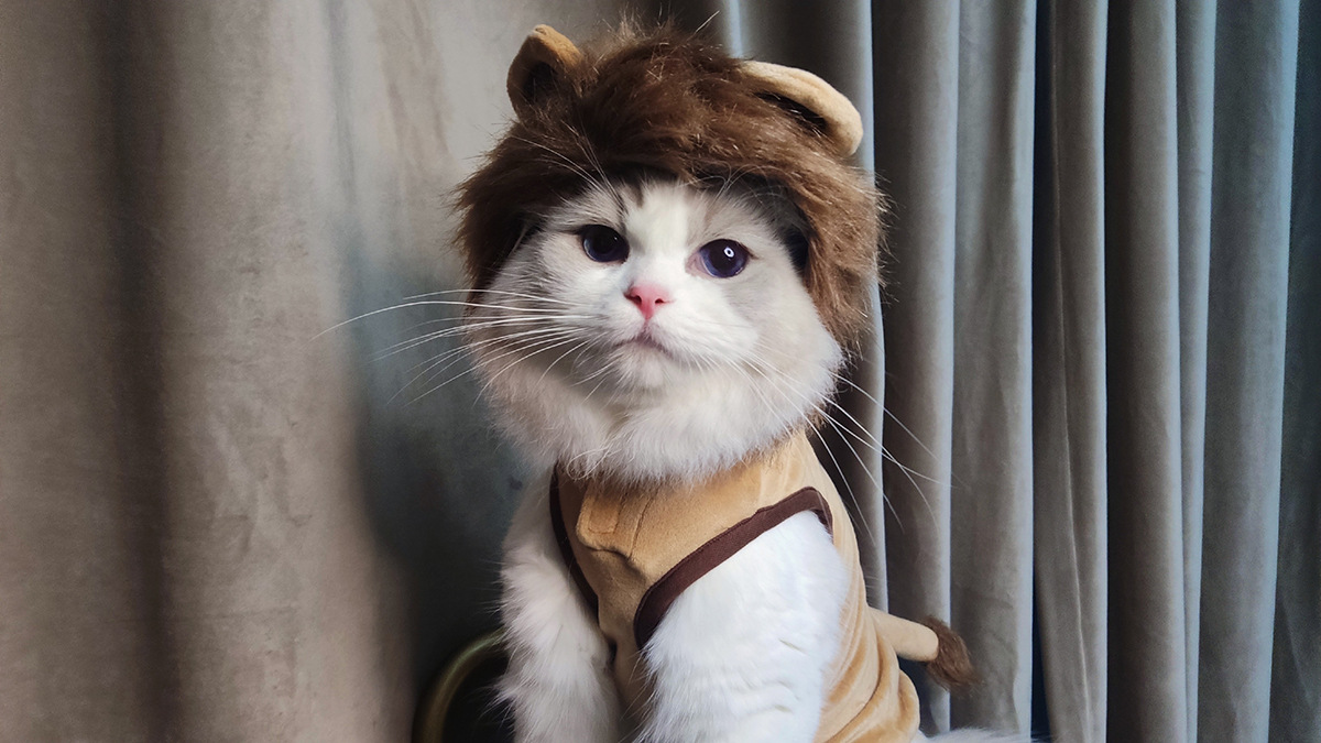 Pet Lion Costume
