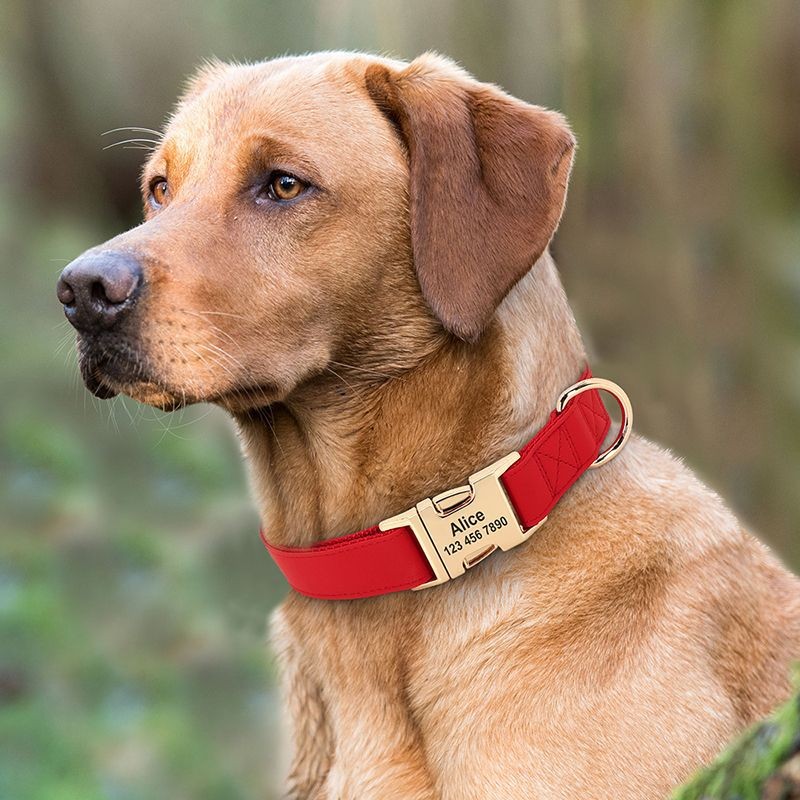 Gold Collar Dog Tag Anti Loss - Image 5