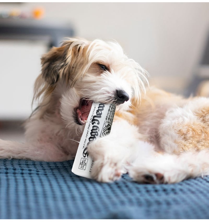 Squeaky Pet Dog Toy