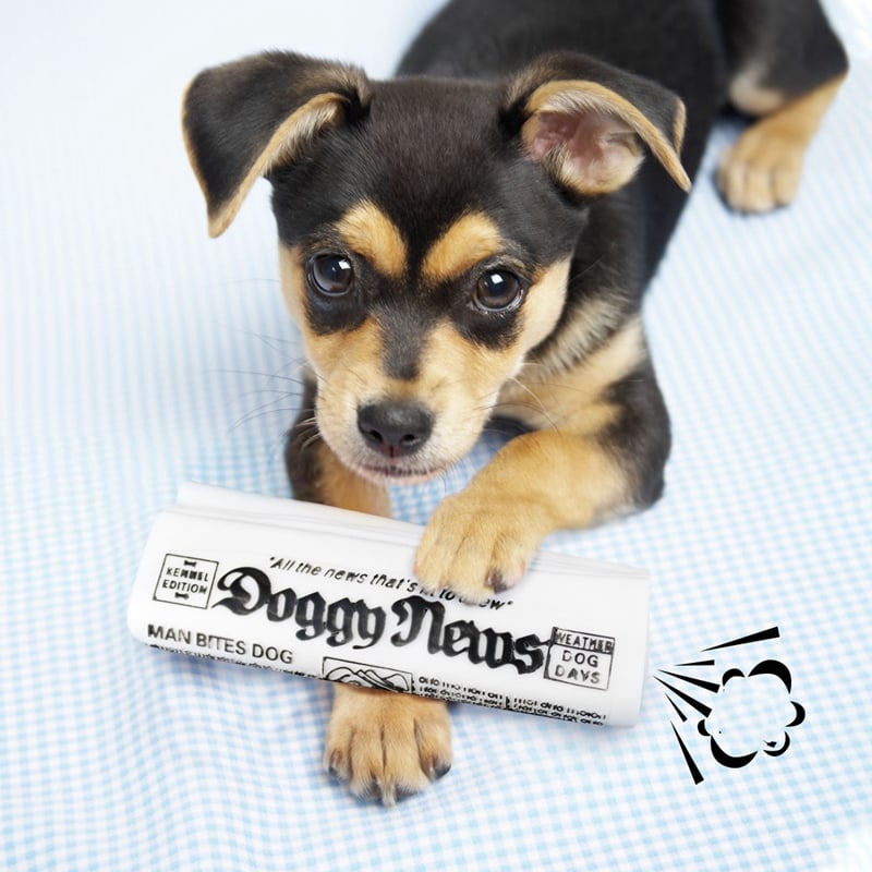 Squeaky Pet Dog Toy