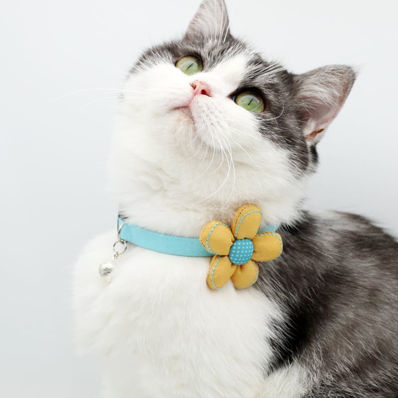 Pet Collar Image 4