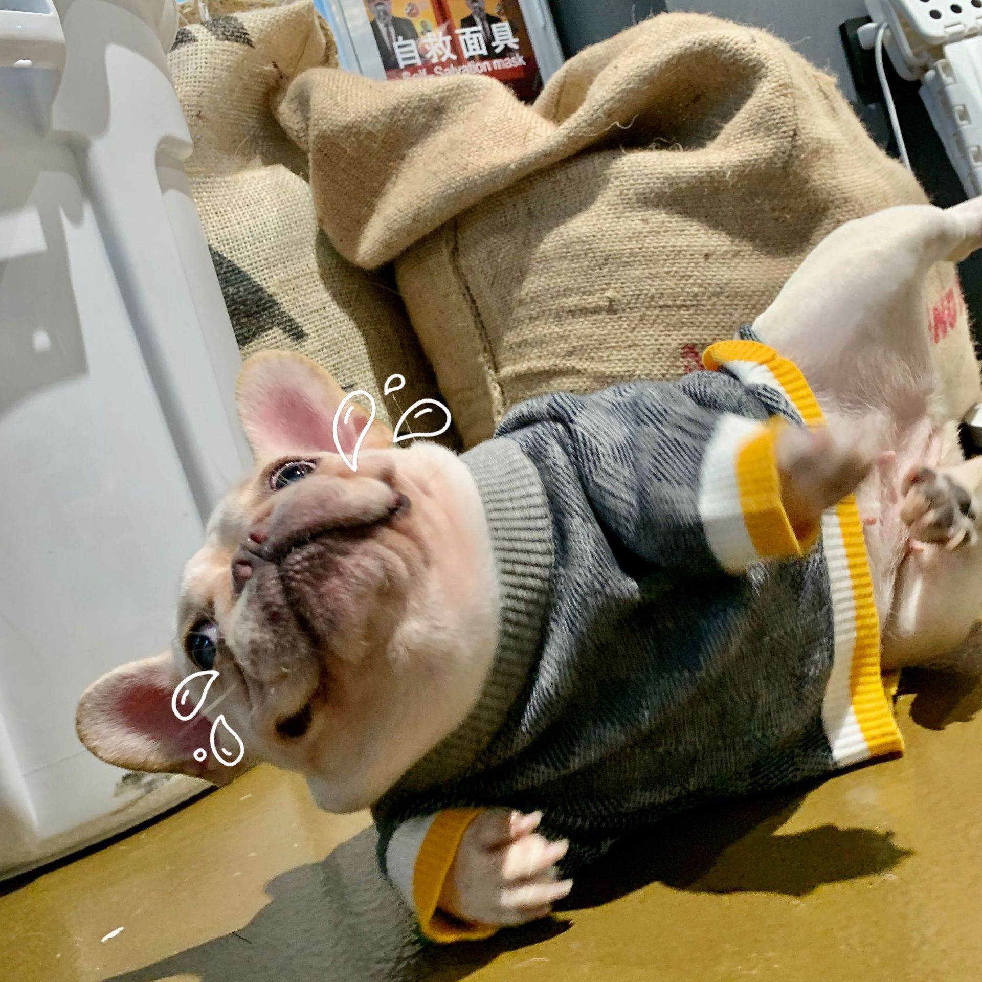 Stylish Pet Sweater