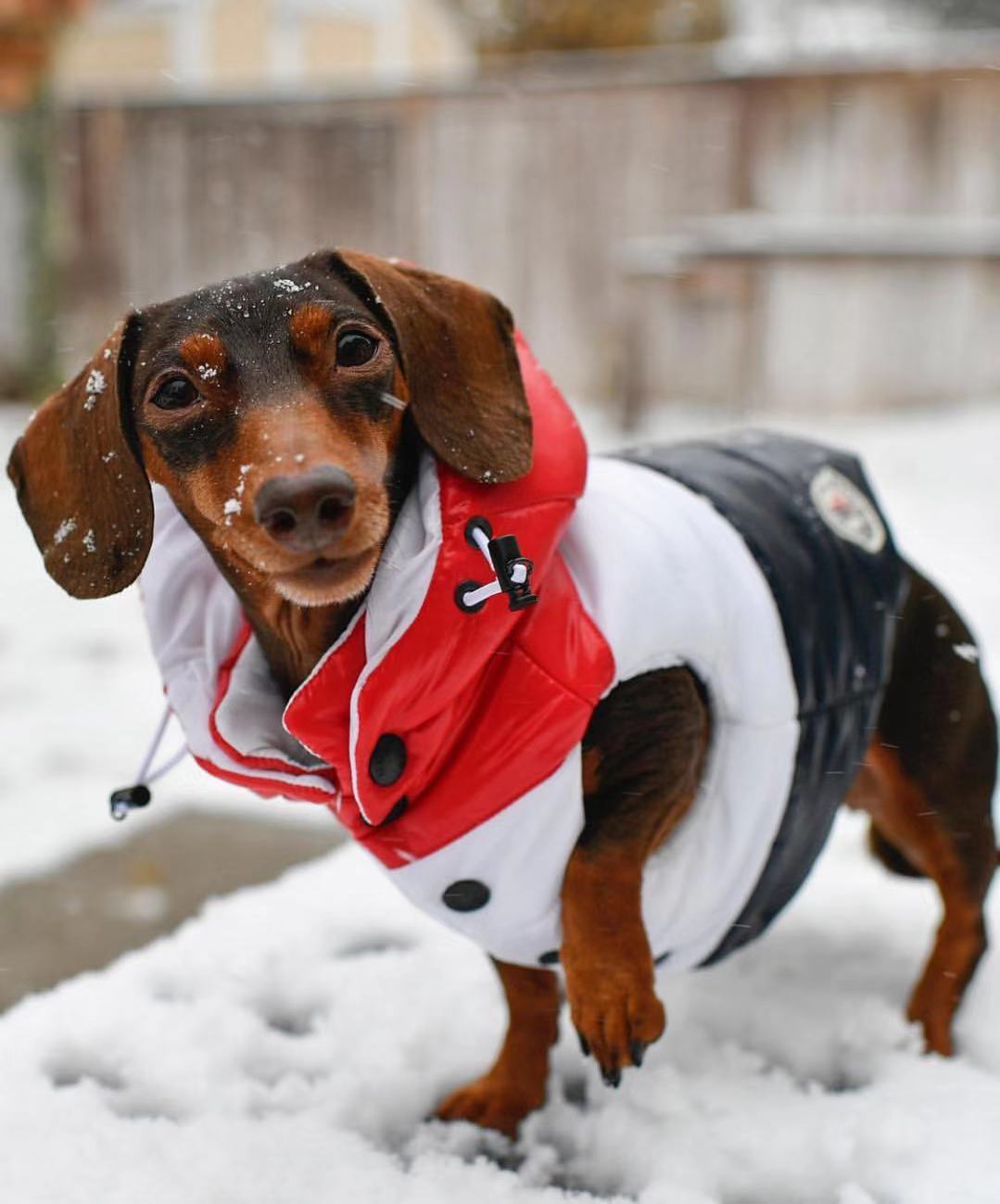 Pet Vest Image 4