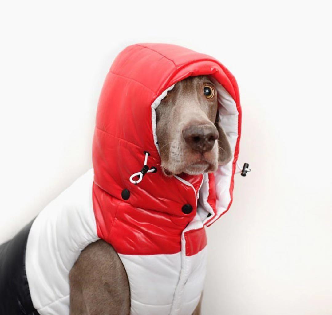 Pet Vest Image 1