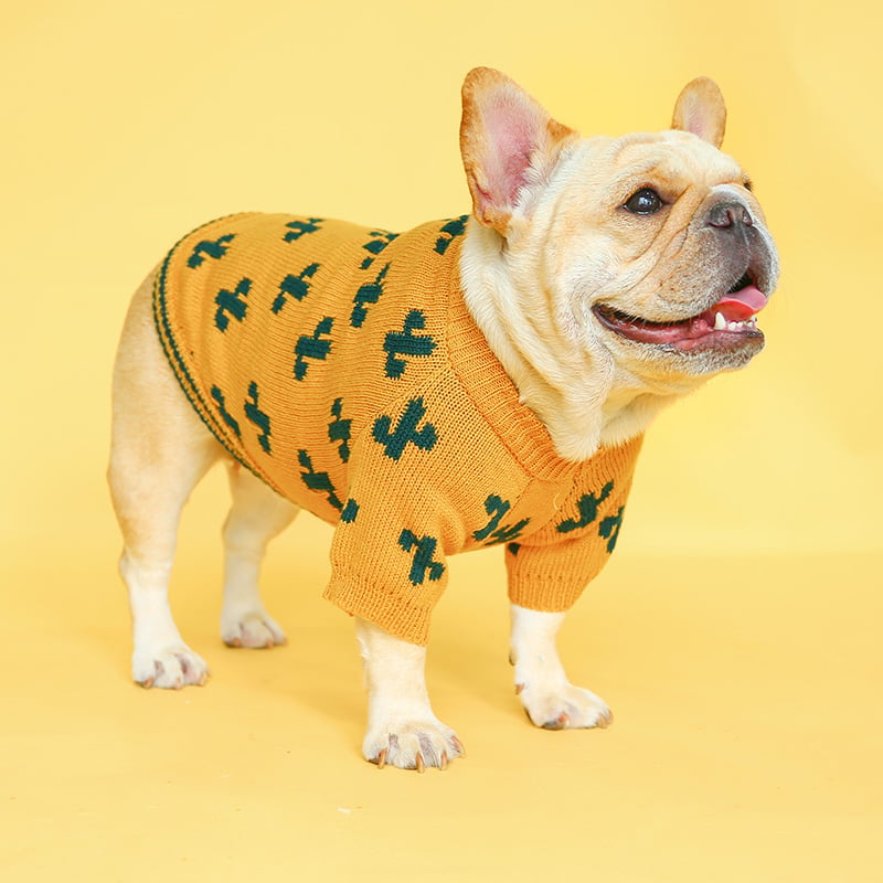 Stylish pet in warm sweater