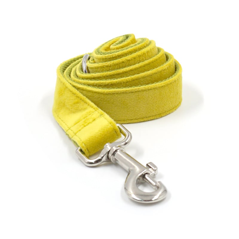 Dog Collar and Leash