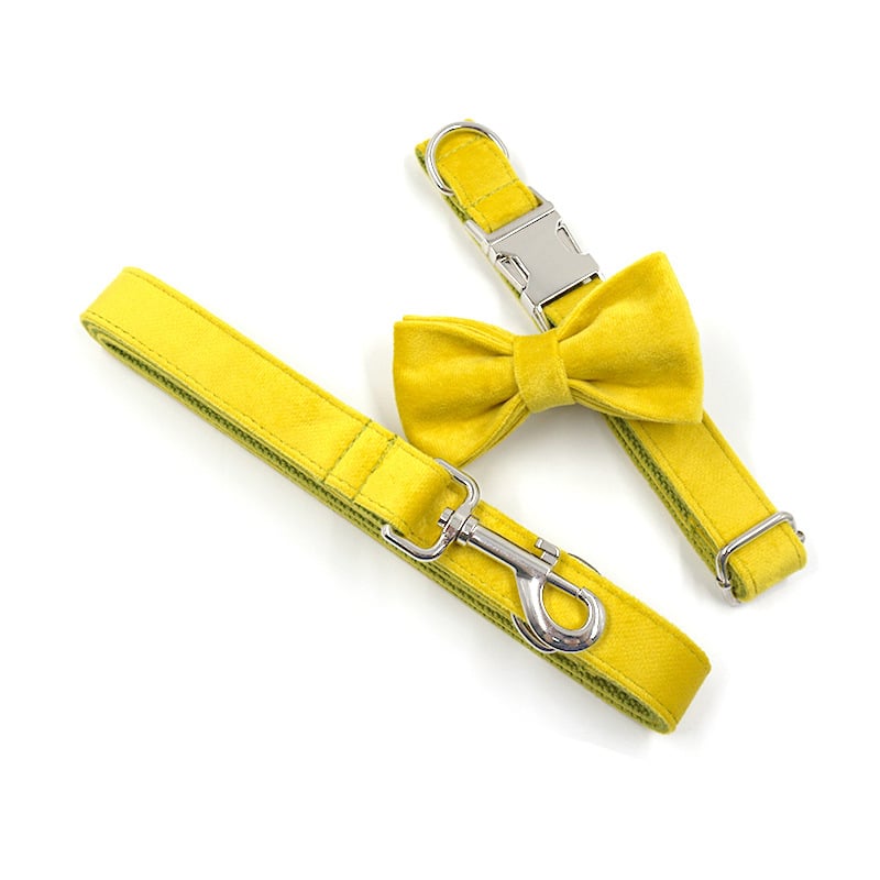 Stylish Dog Collar