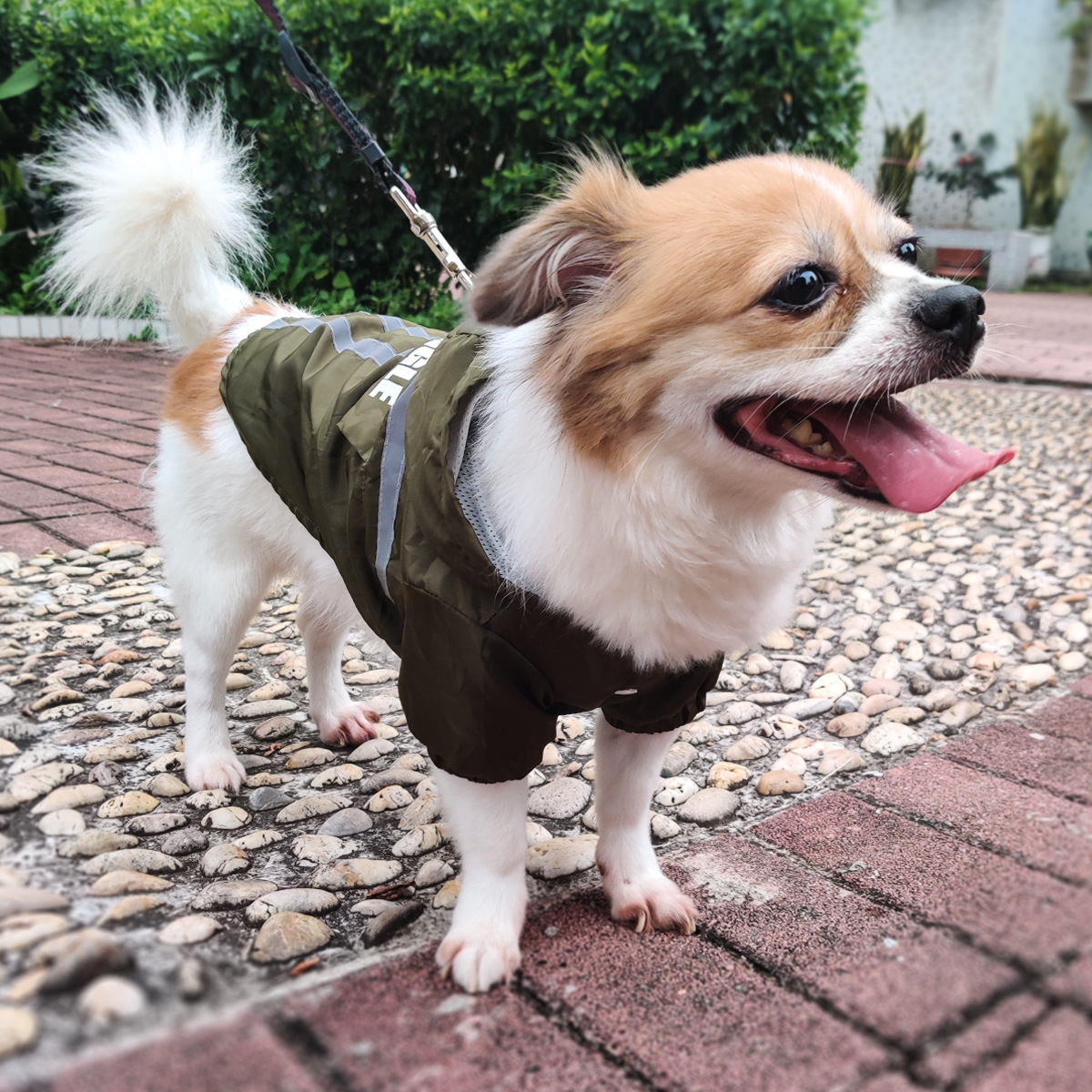 Pet Raincoat Image 4