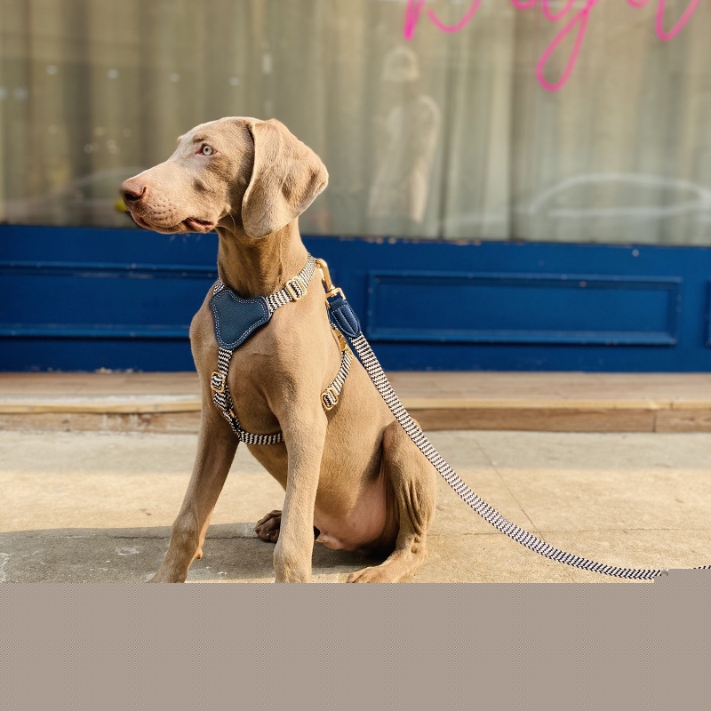 Dog Collar Image 15