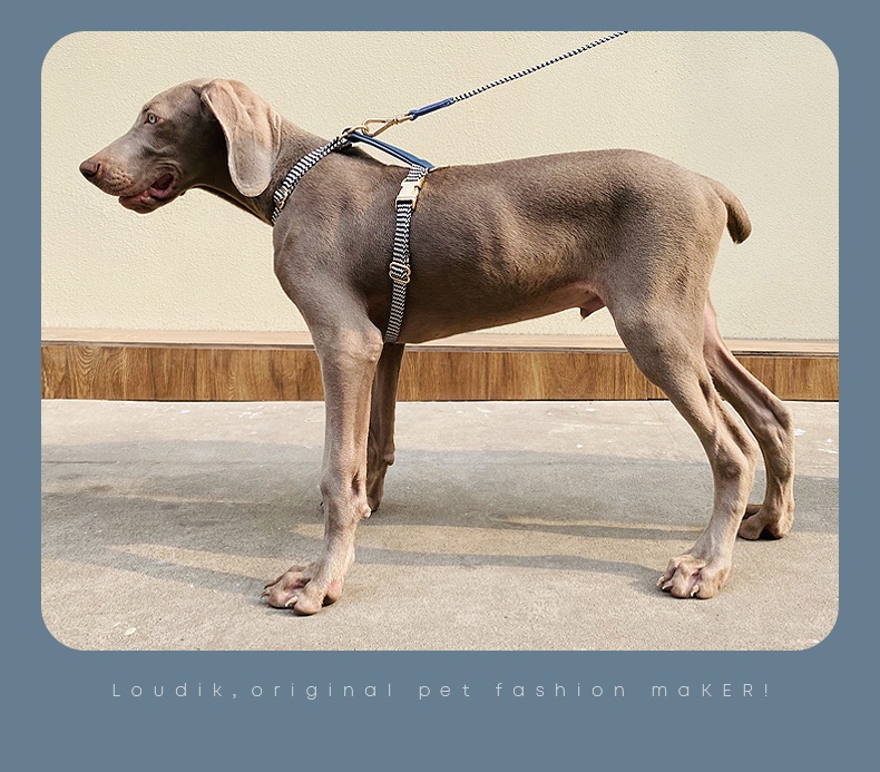 Dog Collar Image 13