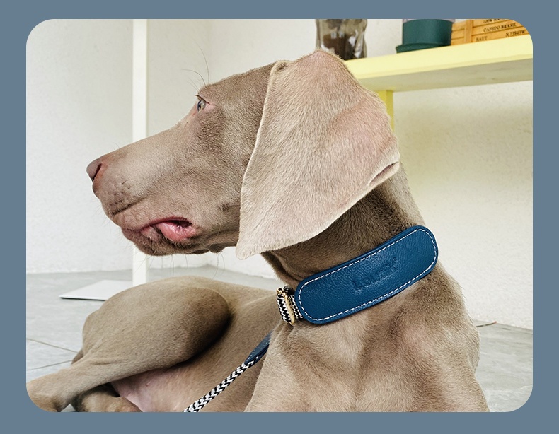Dog Collar Image 12