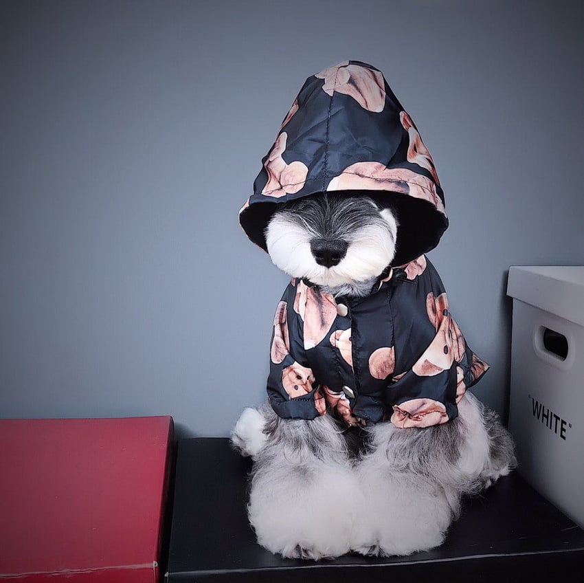 Net Red Puppy Raincoat Image 5