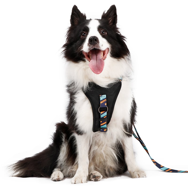 DODOPET Pet Chest Strap - Image 3