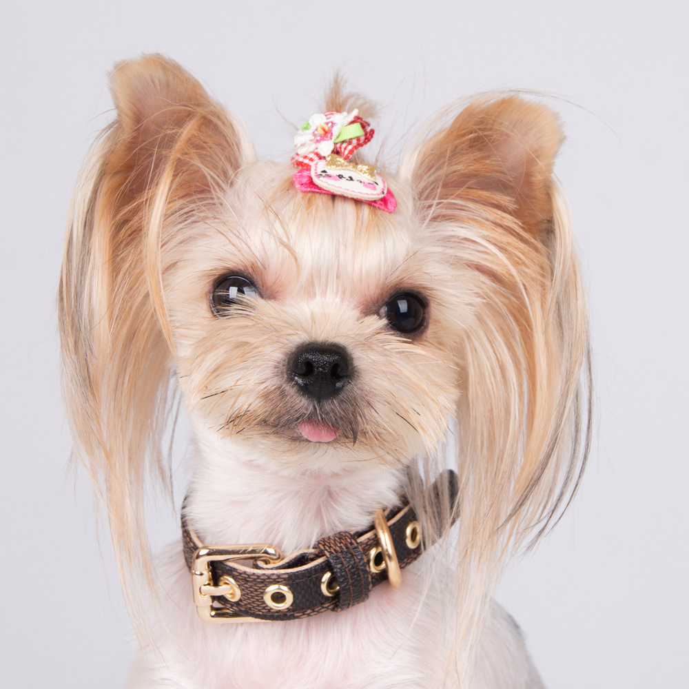 Dog Collar