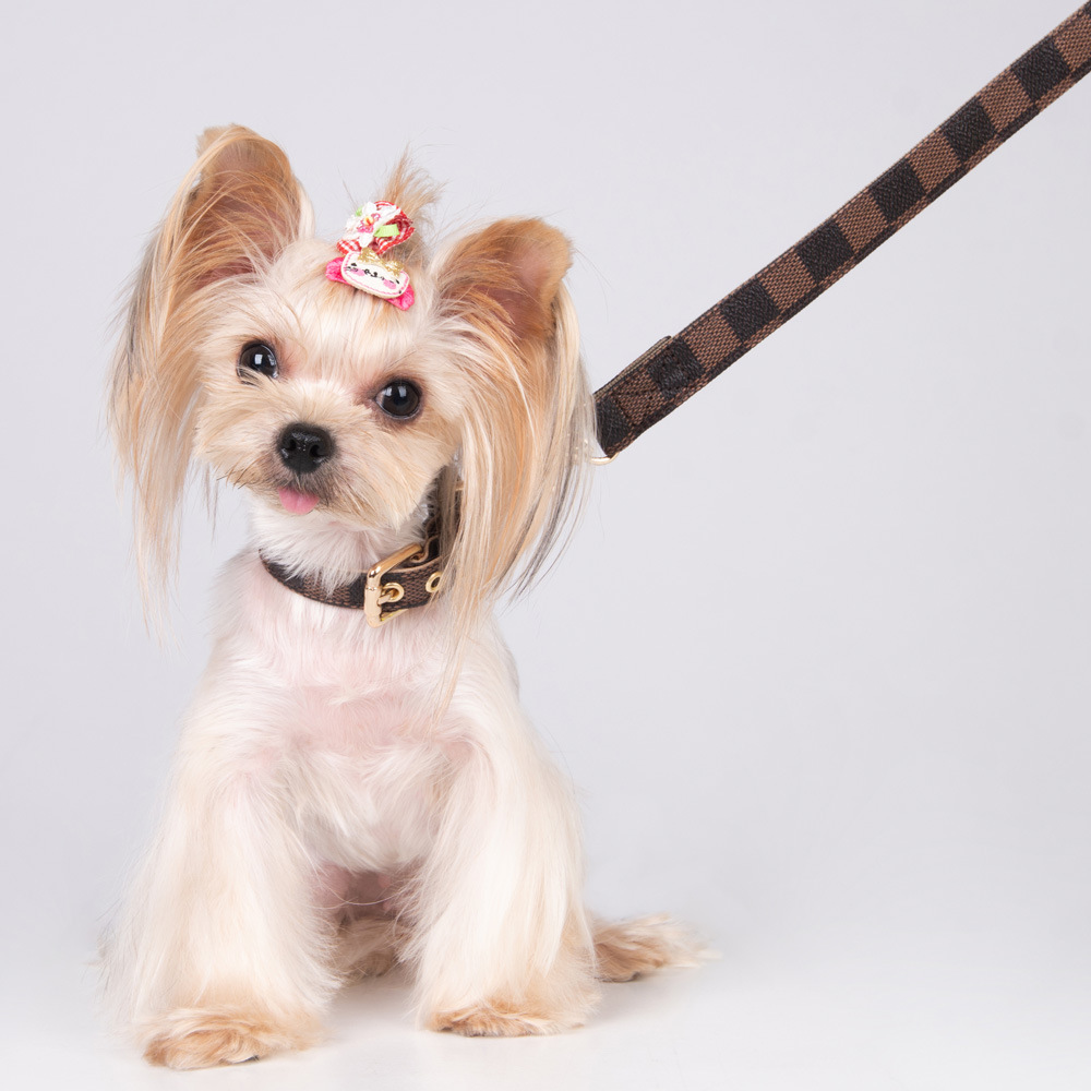 Stylish Dog Accessory