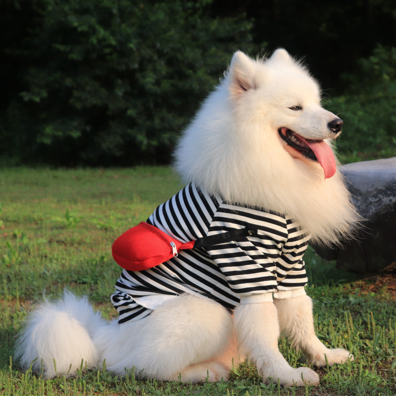 Dog in vest