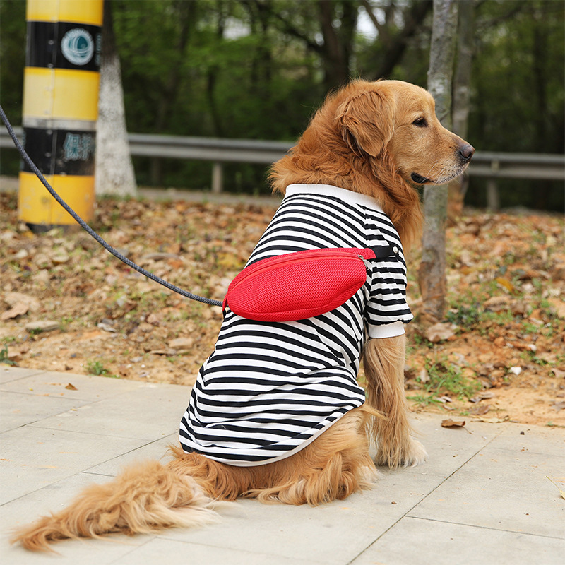 Dog in vest