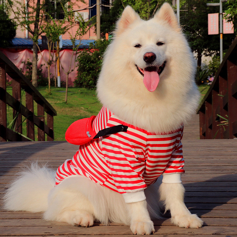 Dog in vest