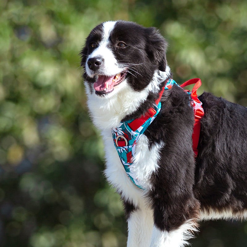 Comfortable Dog Harness