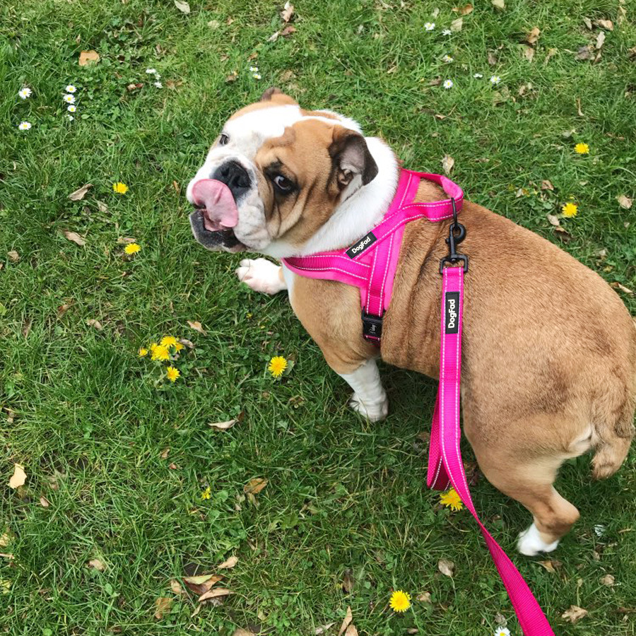 Stylish Pet Harness