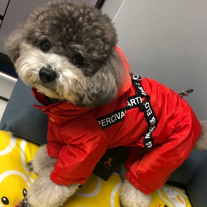 Small Dog Bichon Winter Clothes - Image 1