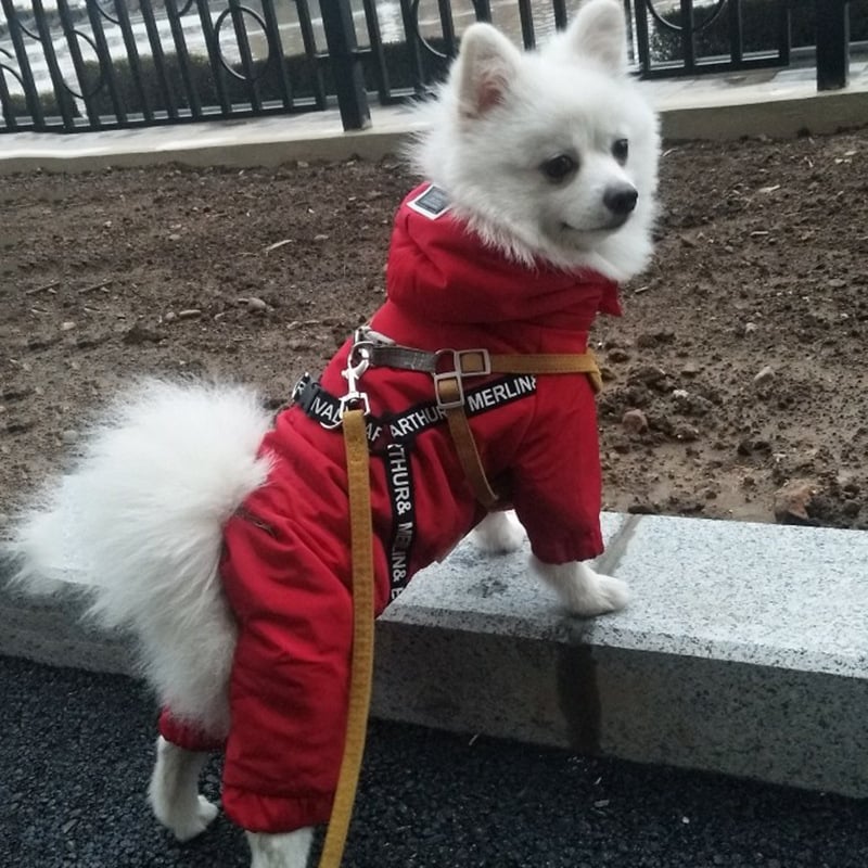 Small Dog Bichon Winter Clothes - Image 2