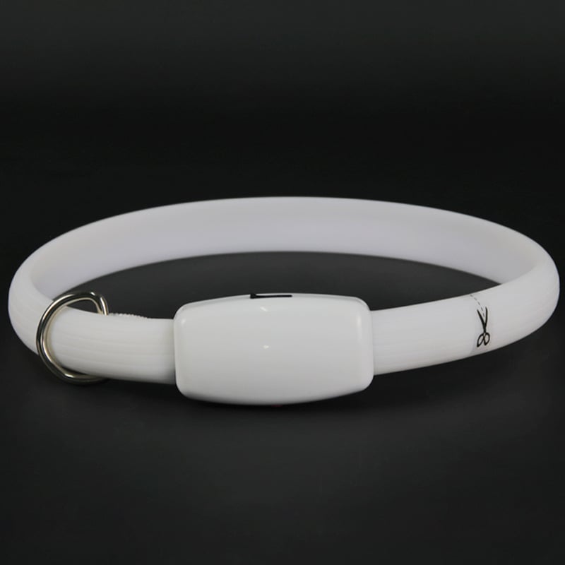 Safe dog walking at night