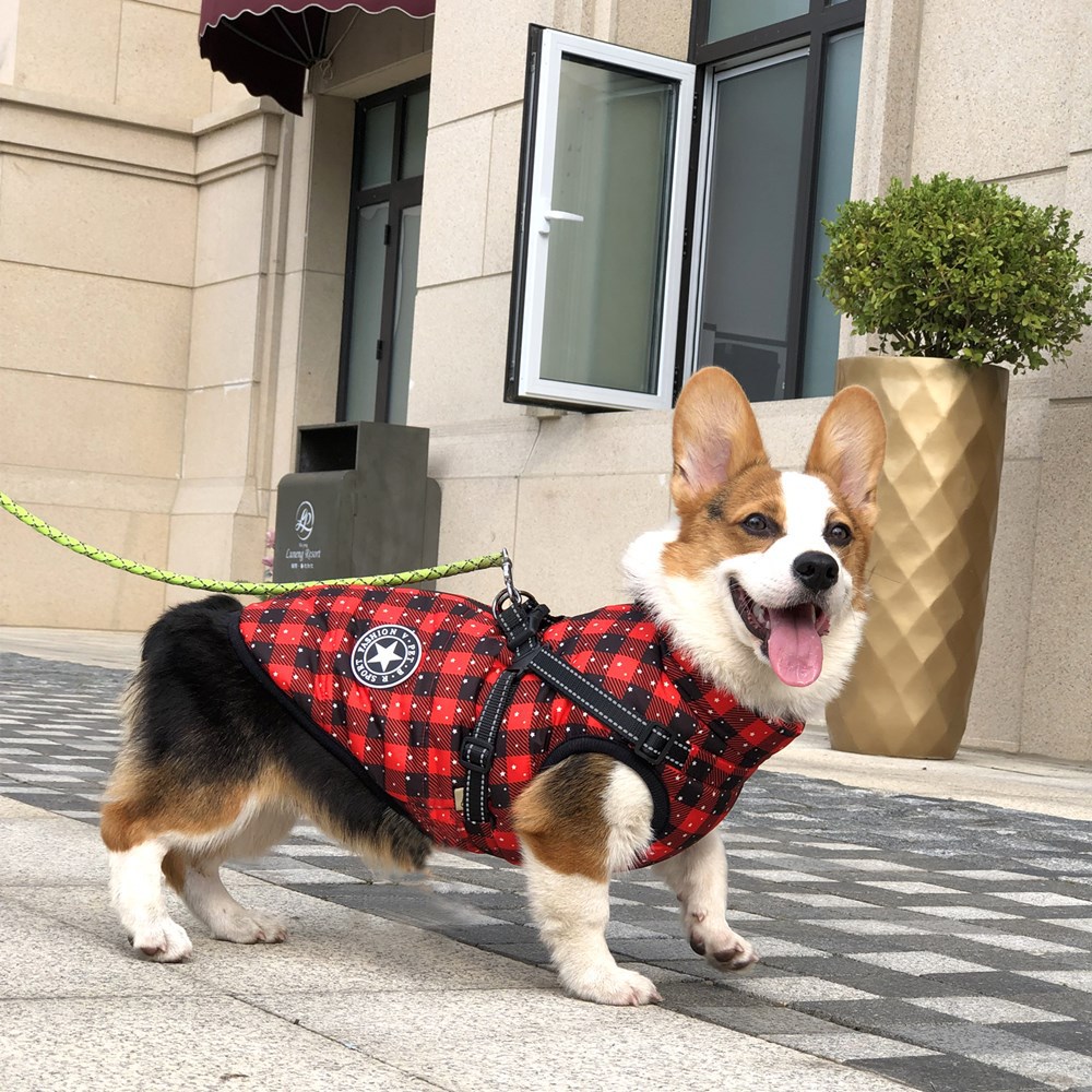 Christmas Dog Coat - Color Option 3